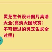 灵芝生长设计图片高清大全(高清大图欣赏：不可错过的灵芝生长全过程)