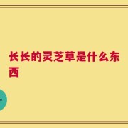 长长的灵芝草是什么东西