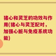 猪心和灵芝的功效与作用(猪心与灵芝配对，加强心脏与免疫系统功能)