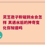 灵芝孢子粉碰到水会怎样 其遇水后的神奇变化你知道吗