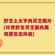 野生土太岁肉灵芝图片(珍贵野生灵芝菌肉展现原生态风貌)