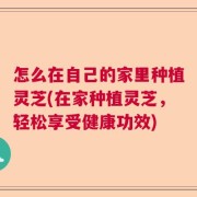 怎么在自己的家里种植灵芝(在家种植灵芝，轻松享受健康功效)
