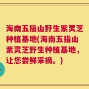 海南五指山野生紫灵芝种植基地(海南五指山紫灵芝野生种植基地，让您尝鲜采摘。)