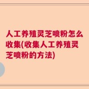 人工养殖灵芝喷粉怎么收集(收集人工养殖灵芝喷粉的方法)