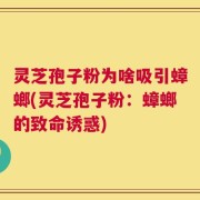 灵芝孢子粉为啥吸引蟑螂(灵芝孢子粉：蟑螂的致命诱惑)