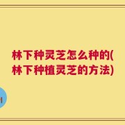 林下种灵芝怎么种的(林下种植灵芝的方法)