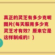 真正的灵芝有多少克呢图片(每天服用多少克灵芝才有效？原来它是这样制成的！)