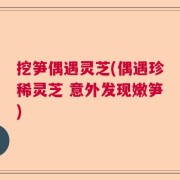 挖笋偶遇灵芝(偶遇珍稀灵芝 意外发现嫩笋)