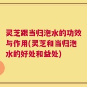 灵芝跟当归泡水的功效与作用(灵芝和当归泡水的好处和益处)