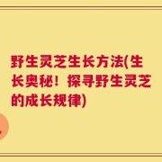 野生灵芝生长方法(生长奥秘！探寻野生灵芝的成长规律)