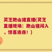 灵芝跑山猪直播(灵芝直播现场：跑山猪闯入，惊喜连连！)