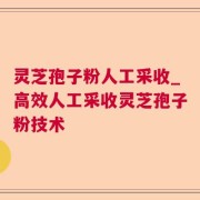 灵芝孢子粉人工采收_高效人工采收灵芝孢子粉技术