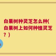 白果树种灵芝怎么种(白果树上如何种植灵芝？)