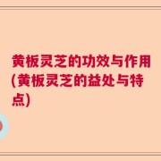 黄板灵芝的功效与作用(黄板灵芝的益处与特点)