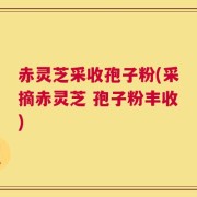 赤灵芝采收孢子粉(采摘赤灵芝 孢子粉丰收)