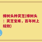 樟树头种灵芝(樟树头：灵芝宝库，百年树上绽放)