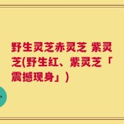 野生灵芝赤灵芝 紫灵芝(野生红、紫灵芝「震撼现身」)
