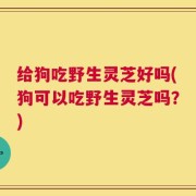 给狗吃野生灵芝好吗(狗可以吃野生灵芝吗？)
