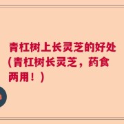 青杠树上长灵芝的好处(青杠树长灵芝，药食两用！)