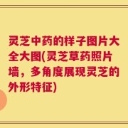 灵芝中药的样子图片大全大图(灵芝草药照片墙，多角度展现灵芝的外形特征)