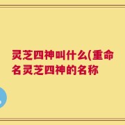 灵芝四神叫什么(重命名灵芝四神的名称