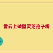 雷云上破壁灵芝孢子粉