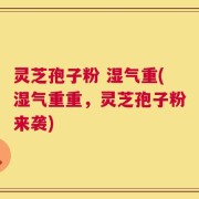 灵芝孢子粉 湿气重(湿气重重，灵芝孢子粉来袭)