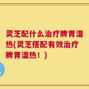 灵芝配什么治疗脾胃湿热(灵芝搭配有效治疗脾胃湿热！)