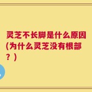 灵芝不长脚是什么原因(为什么灵芝没有根部？)