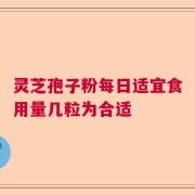 灵芝孢子粉每日适宜食用量几粒为合适