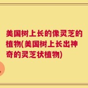 美国树上长的像灵芝的植物(美国树上长出神奇的灵芝状植物)