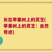 长在苹果树上的灵芝(苹果树上的灵芝：自然奇迹)