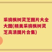 采摘枫树灵芝图片大全大图(精美采摘枫树灵芝高清图片合集)