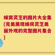 蜂窝灵芝的图片大全集(完美展现蜂房灵芝美丽外观的完整图片集合)