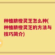 种植脐橙灵芝怎么种(种植脐橙灵芝的方法与技巧简介)