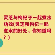 灵芝与枸杞子一起煮水功效(灵芝和枸杞一起煮水的好处，你知道吗？)
