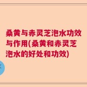 桑黄与赤灵芝泡水功效与作用(桑黄和赤灵芝泡水的好处和功效)