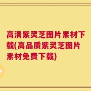 高清紫灵芝图片素材下载(高品质紫灵芝图片素材免费下载)