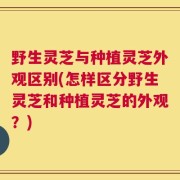 野生灵芝与种植灵芝外观区别(怎样区分野生灵芝和种植灵芝的外观？)