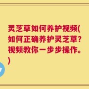 灵芝草如何养护视频(如何正确养护灵芝草？视频教你一步步操作。)