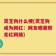 灵芝狗什么梗(灵芝狗成为网红：网友晒萌照走红网络)
