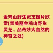 金鸡山野生灵芝图片欣赏(赏美丽金鸡山野生灵芝，品奇妙大自然的神奇之处)