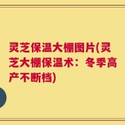 灵芝保温大棚图片(灵芝大棚保温术：冬季高产不断档)