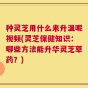 种灵芝用什么来升温呢视频(灵芝保健知识：哪些方法能升华灵芝草药？)