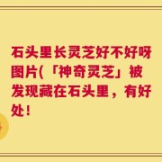 石头里长灵芝好不好呀图片(「神奇灵芝」被发现藏在石头里，有好处！
