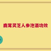 鹿茸灵芝人参泡酒功效