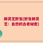 鲜灵芝野生(野生鲜灵芝：自然的古老秘密)