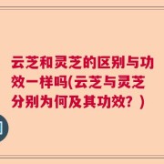 云芝和灵芝的区别与功效一样吗(云芝与灵芝分别为何及其功效？)