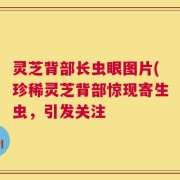 灵芝背部长虫眼图片(珍稀灵芝背部惊现寄生虫，引发关注