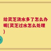 给灵芝浇水多了怎么办呢(灵芝过水怎么处理)